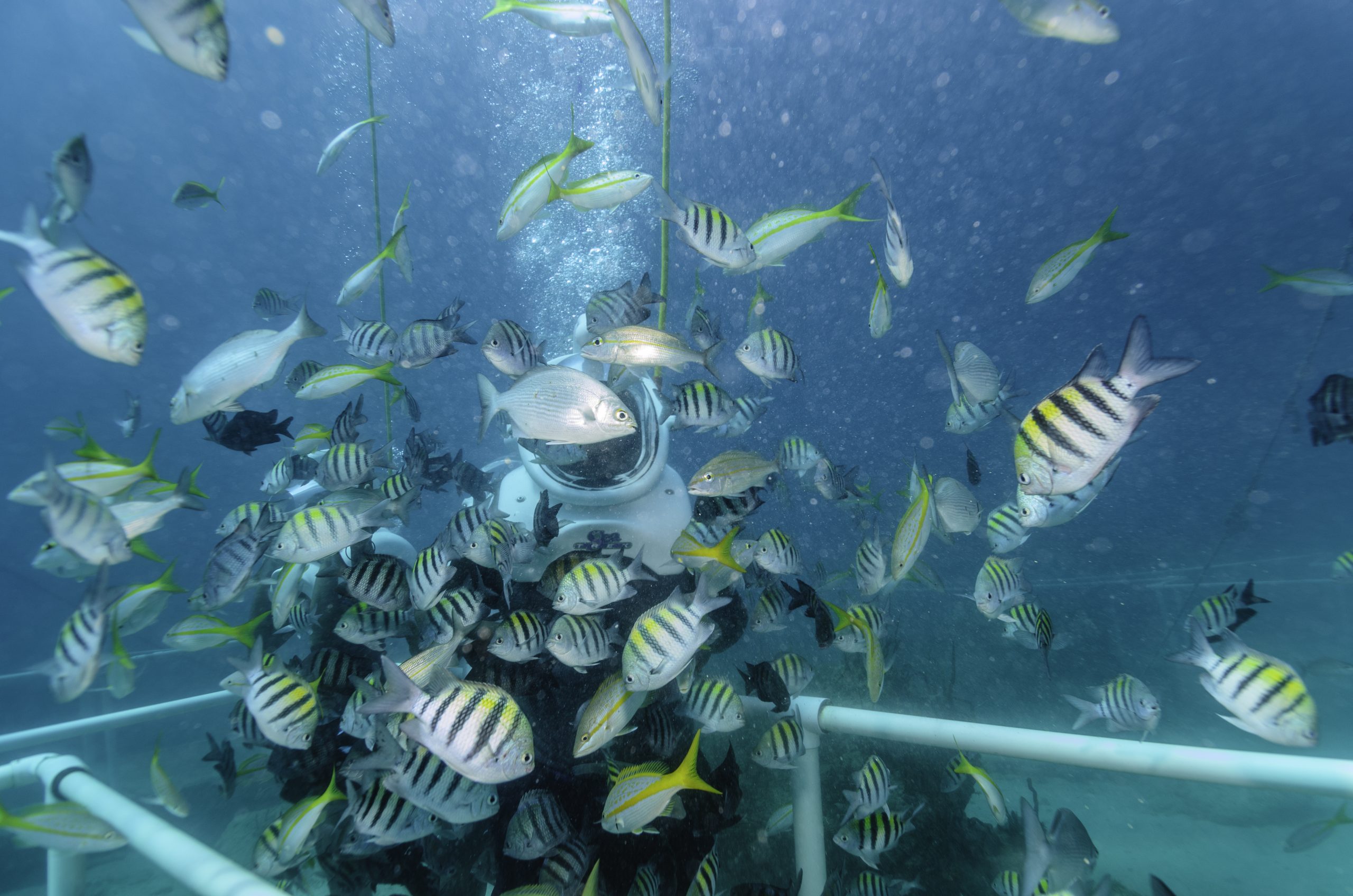 Divers make the Sea Trek Helmet Diving tour along its underwater walkway next to Fort Amsterdam