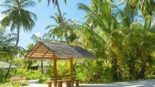 Palmtrees under a sunny blue sky at Caribbean Palms st maarten
