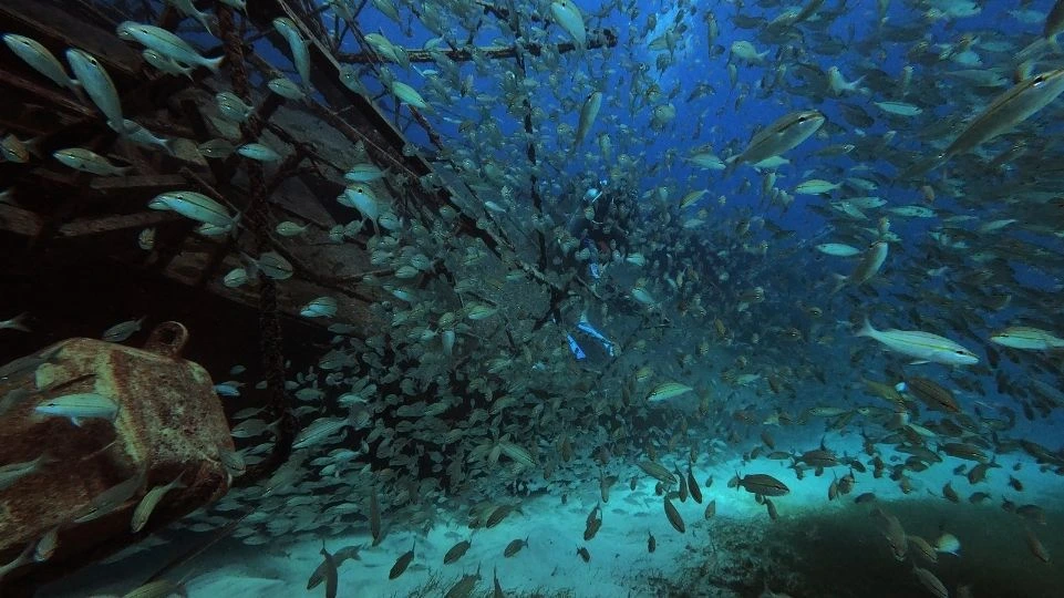 Diving in Tiegland shipwreck with a lot of fishes