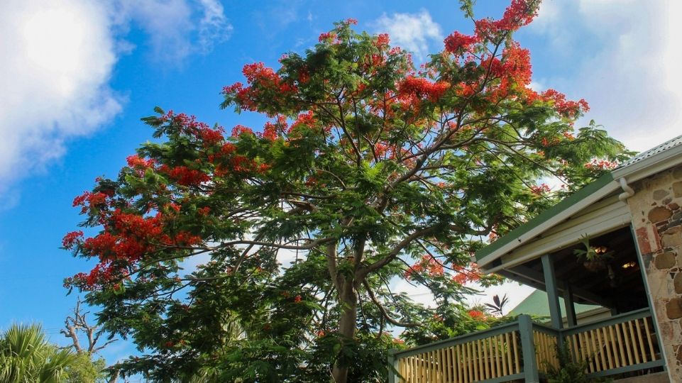 Picture of a flowering Flamboyant tree at Emilio Wilson Park plantation House