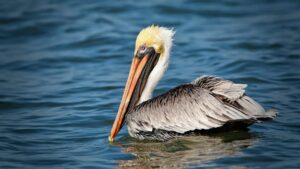 Brown pelican swimming near Fort Amsterdam, Divi Little Bay Resort, Little Bay Beach, Animals on St Maarten