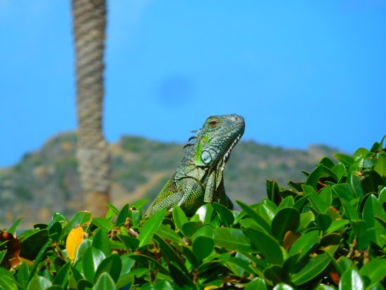 Iguanas near the Princess Heights area, Dawn Beach St Maarten