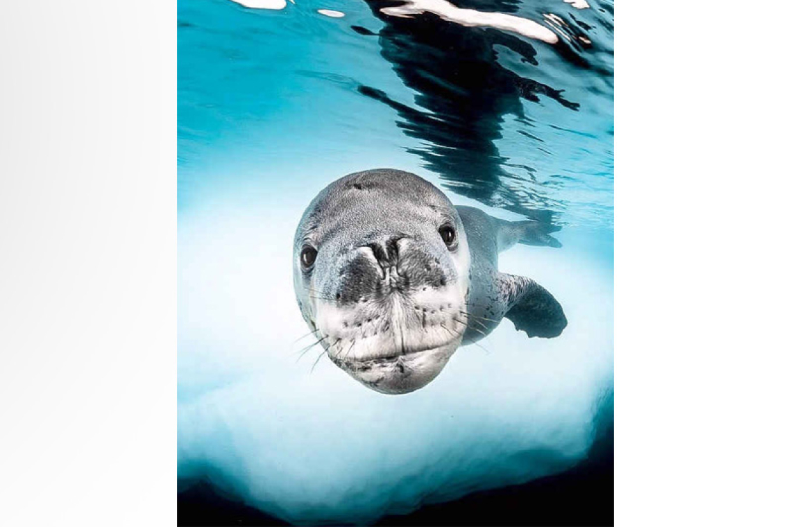 Underwater image by marine photographer Greg Lecoeur.
