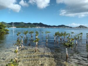Picture of the St Maarten Mangroves, Hiking on St Maarten, St Marteen