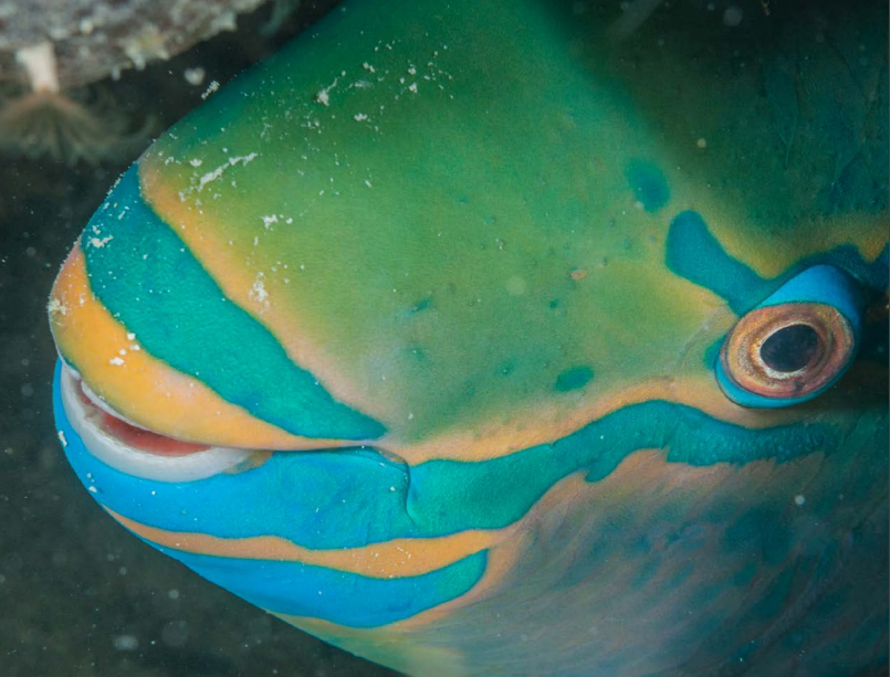 Key Biodiversity Area, nature of St Maarten, nature foundation