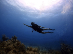 Sint Maarten duiken, what to do on Sint Maarten, Dive Sint Maarten
