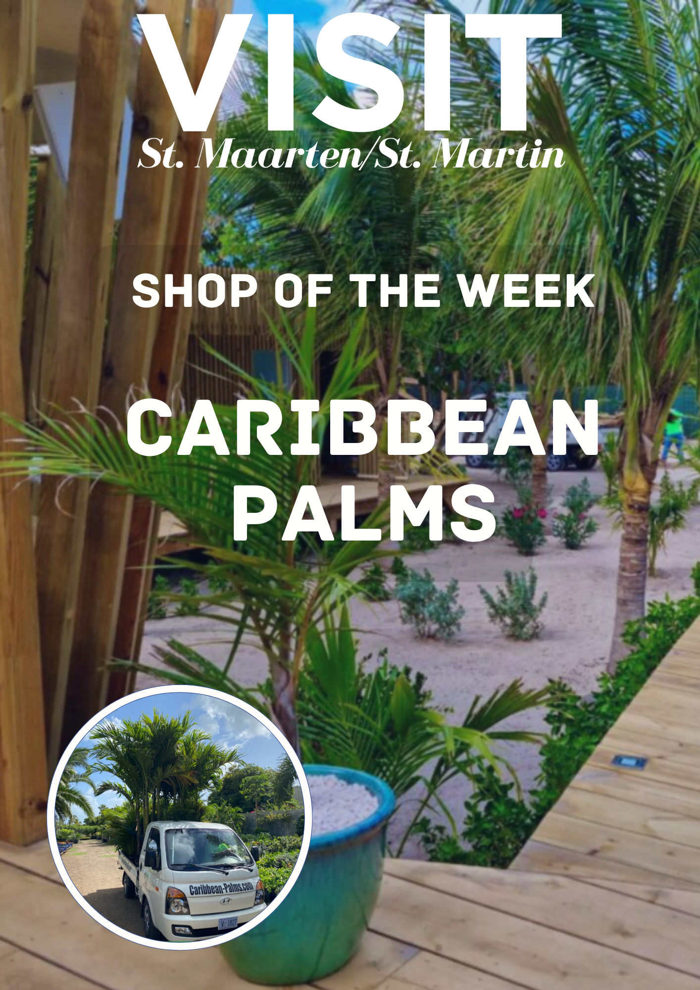 Caribbean Palms, Nature Sint Maarten, Shops of Sint Maarten, Palm trees St Maarten