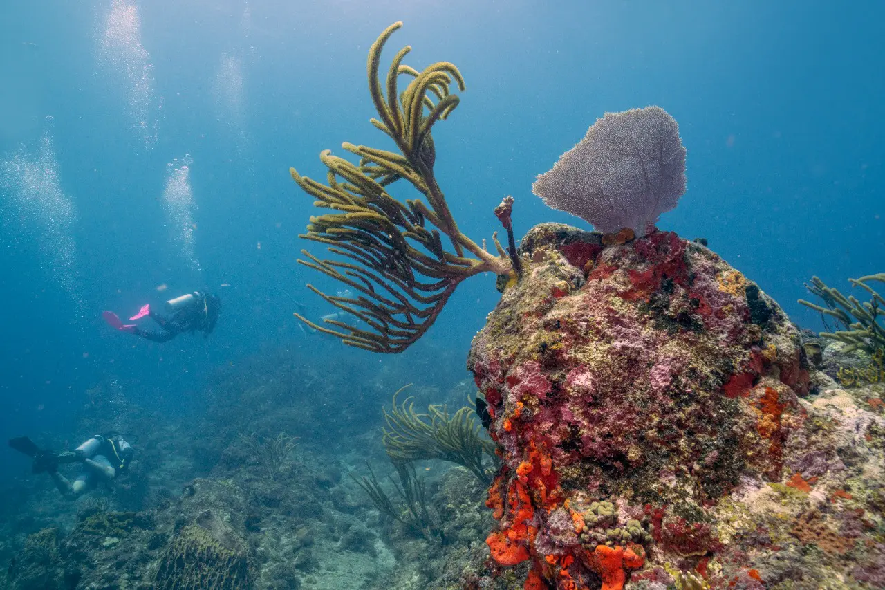 Coral diving on St Maarten, Dive St Maarten