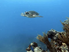 A turtle swimming in the Sea of St. Maarten/ St. Martin