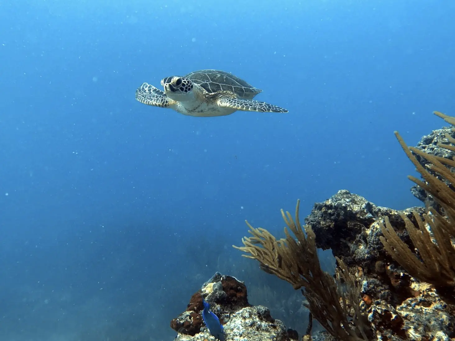 A turtle swimming in the Sea of St. Maarten/ St. Martin