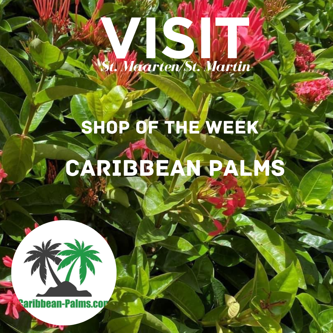 Caribbean Palms on St. Maarten
