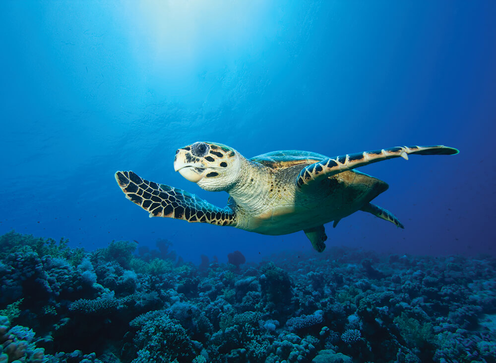 Sea turtle