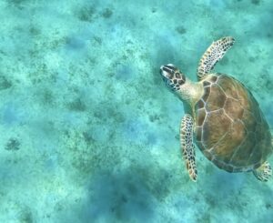 turtle at pinel a island