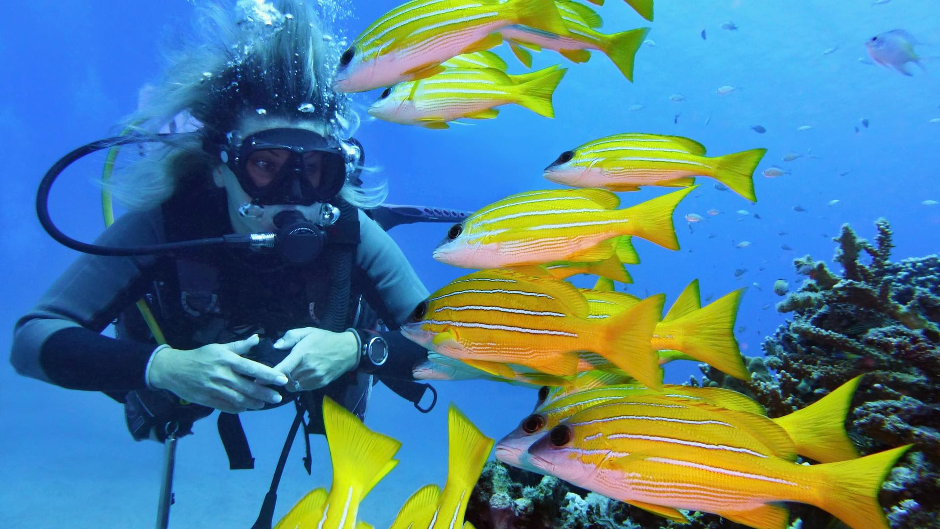 Diving by Divi Little Bay