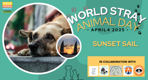 announcement of the sunset sail for world stray animal day