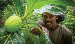 man looking through trees of locally grown food