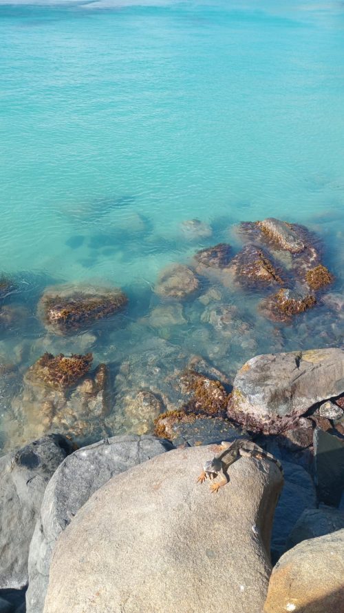 Iguana sitting on a rock at sea with clear blue water in the background