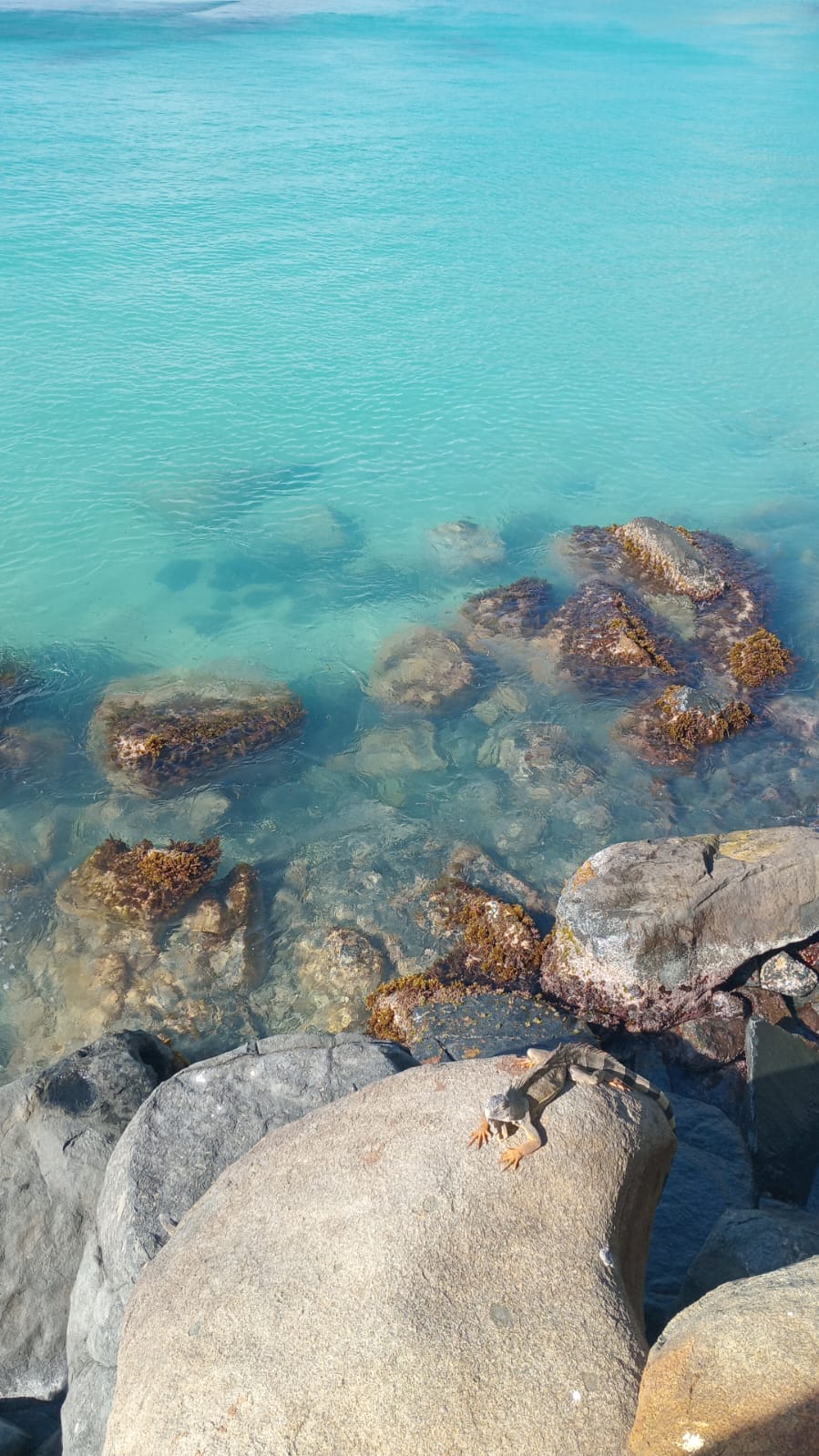 Iguana sitting on a rock at sea with clear blue water in the background