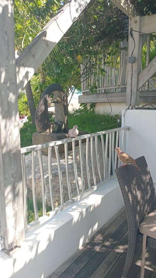 doves on balcony at grandcase