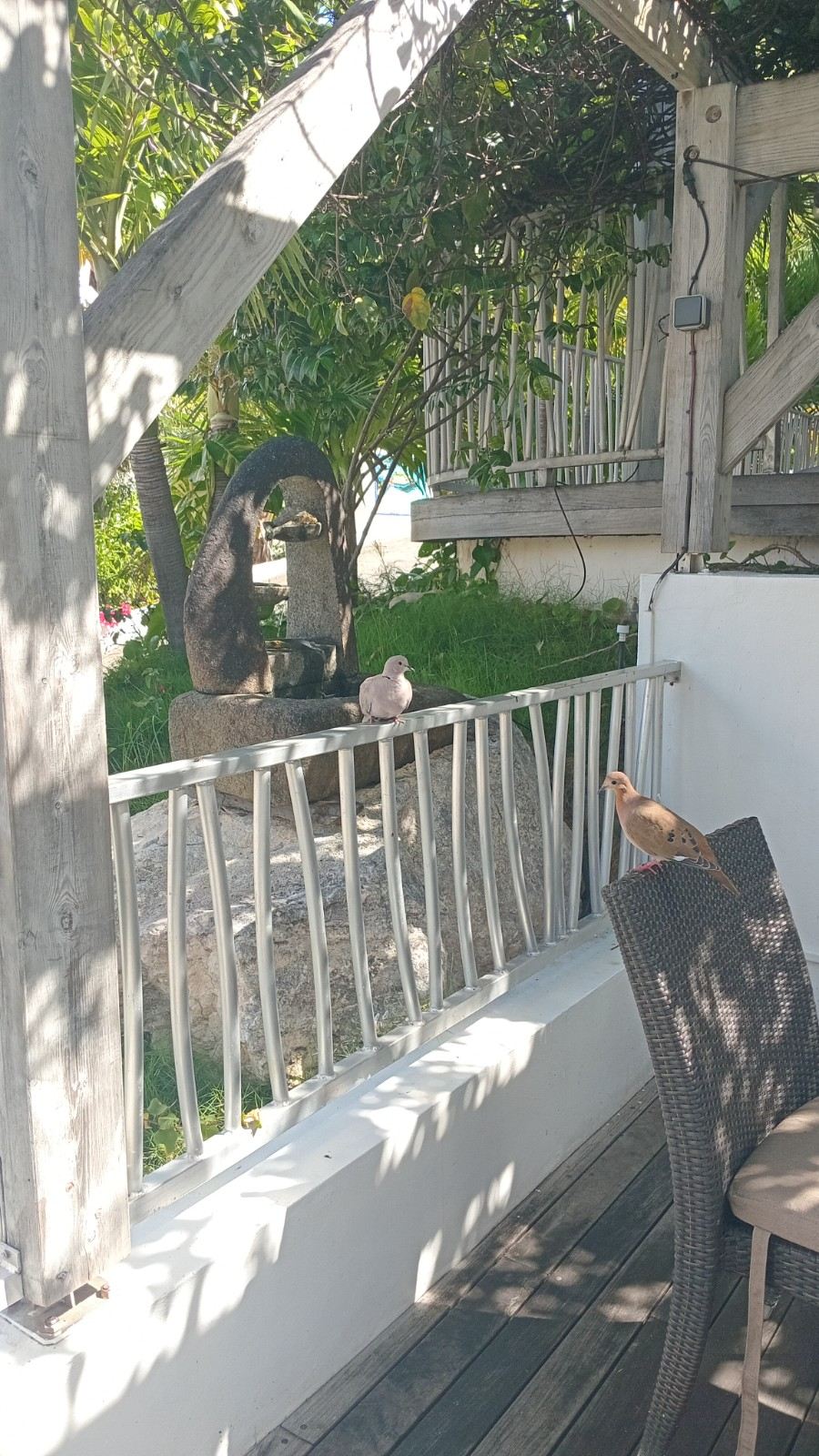 doves on balcony at grandcase
